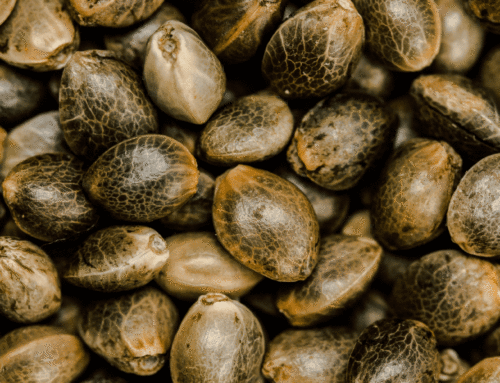 El camino del Cannabis al código alimentario