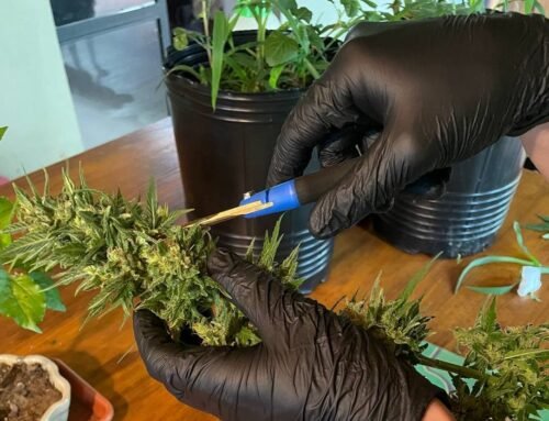 Activistas del cannabis buscan impulsar un Registro Provincial de Cultivadores